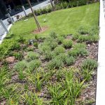 2. Eco Dome utcafront