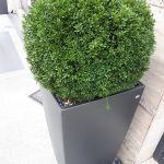 2. Fashion street buxus