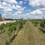 2. Korda dísz szőlőskert gyepesített sorközművelésben