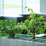 2. Liget Center irodai növénydekorácio