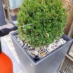 3. Fashion street buxus permetezés