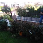 4.Budakalász cserjésítés folyamata előtte