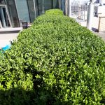 5. Deák Palota tetőtér Buxus sövény