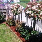 5.Budakalász cserjésítés folyamata utána