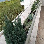 6. Nemzeti Színház általunk telepített homlokzati növénybeültetés