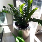 7. Deák Palota Zammioculcas