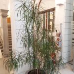 8. Deák Palota emelet Dracaena